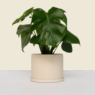 Medium Beige Pot with Saucer