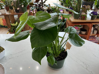 Philodendron ‘Heartleaf’ - 6” plant