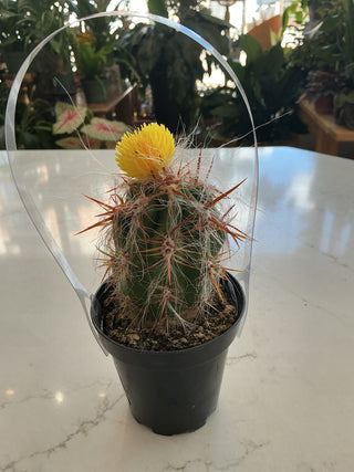 3.5” Cactus with decorative flower