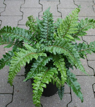 Fern - 6” plant