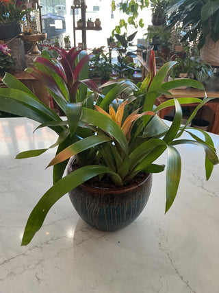 6” Ceramic Garden
