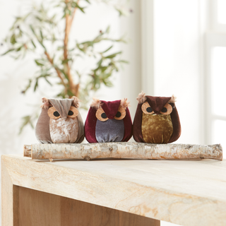 Whimsical velvet owls, charming owl enthusiastic, nature: Teal Owl