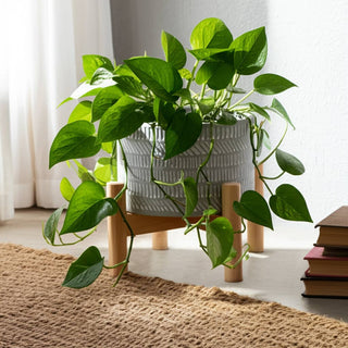 Planter & Wood Stand Ceramic Tribal Geometric - Ivory, 6 in.