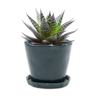 Tika Ceramic Pots and Planters