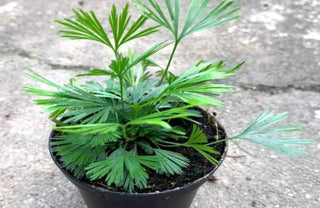 Fern ‘Eyelash’ - 4” plant