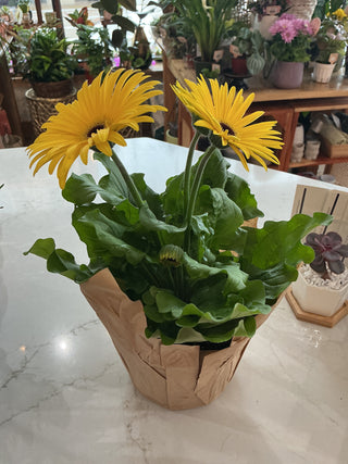 Gerbera Daisy 6”