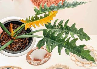 Philodendron ‘Ring of Fire’ - 6” plant