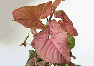 Nephthytis -6” plant