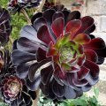 Aeonium Garnet - 4” succulent plant