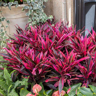 Cordyline - 10” plant