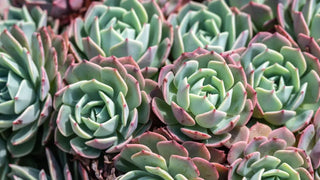 Echeveria - 6” Succulent plant