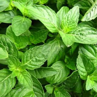Basil plant
