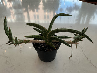 Starfish Snake Plant 4”