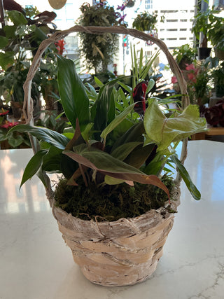 6” Wicker Dish Garden