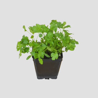 Cilantro Plant