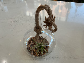 Air Plant Hanging