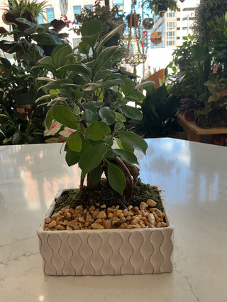 Bonsai Garden