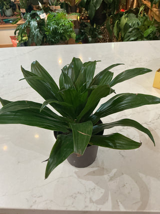 Dracaena Fragrans