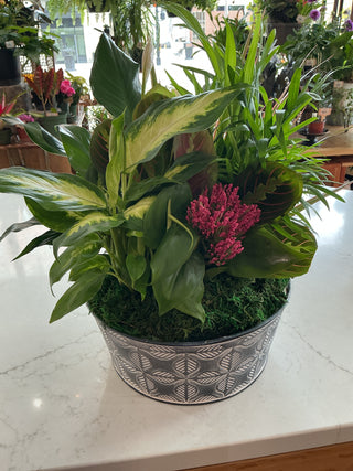 Spring Dish Garden 10”