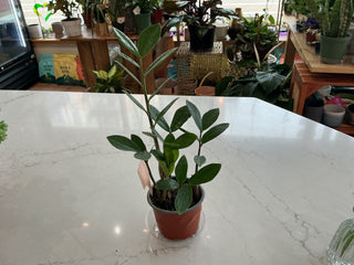 ZZ Plant - 4” plant