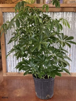 Arboricola - 6” plant