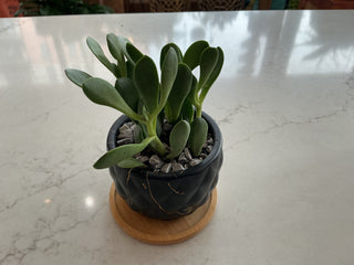 Succulent 3.5” Pot