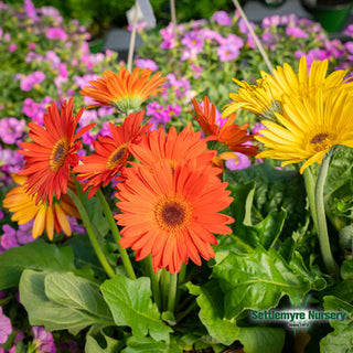 Gerbera daisy bowl - 12” plant