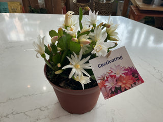 Holiday Cactus 6”