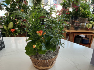 8" Blooming European Wicker Dish Garden