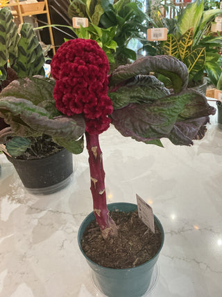 Celosia Brainiac 4"