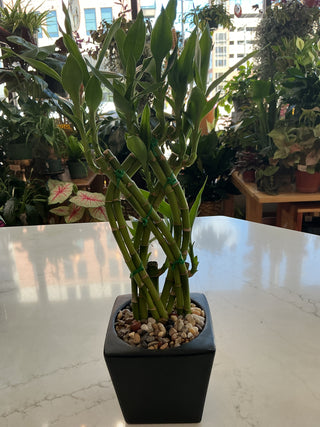 Bamboo 5” Pot