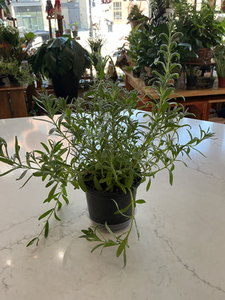 Rosemary 4" Plant