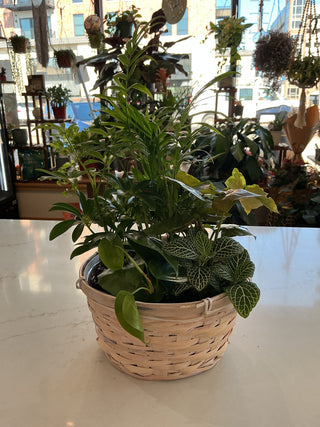 8" Wicker Dish Garden