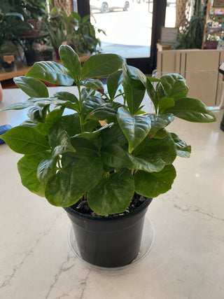 Coffee Plant 4”