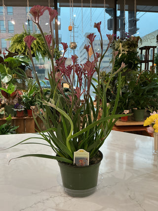 6" Kangaroo Paw