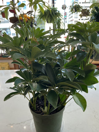 Arboricola - 6” plant