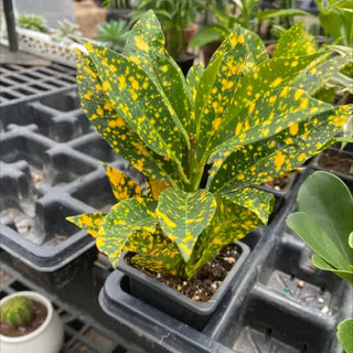 Gold Dust plant - 3” plant