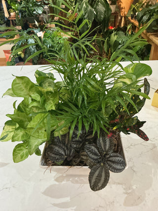 Garden Dish 8” Square