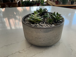 6” Potted Succulents