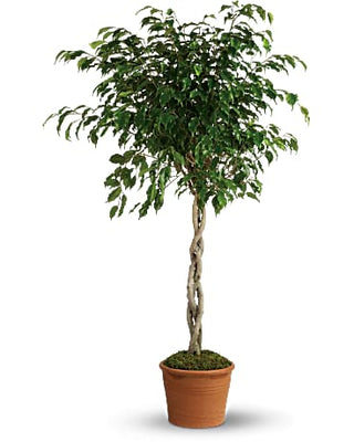 Ficus Benjimina Braided Tree - 10” plant