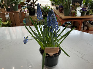 Muscari Plant 4”
