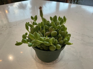 String of Watermelons - 4" Plant