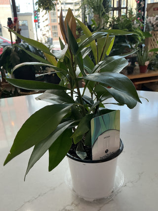 Ardisia 4”