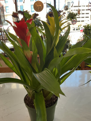 Bromeliad - 6” plant