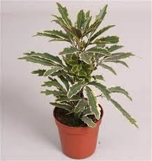 Arailia “Bianca” - 6” plant