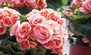 Begonia Reiger - 4” plant
