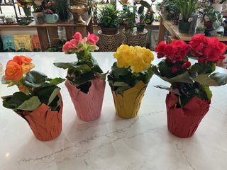 Begonia 4”