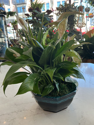 8” Ceramic Dish Garden