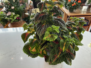 Coleus 7.5"