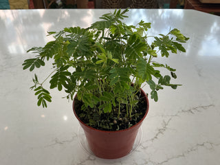 Sensitive Plant 4”